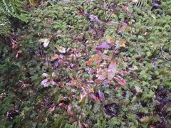 Alseuosmia banksii banksii