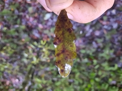 Alseuosmia banksii banksii