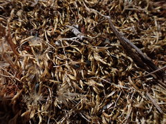 Homalothecium arenarium