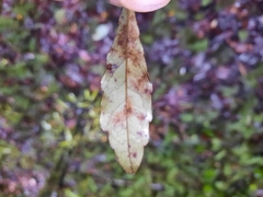 Alseuosmia banksii banksii