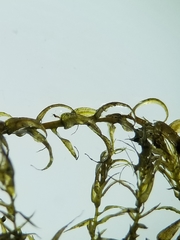 Sarmentypnum exannulatum