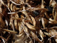 Homalothecium arenarium