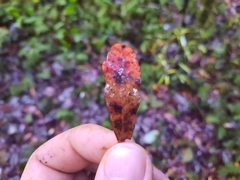 Alseuosmia banksii banksii