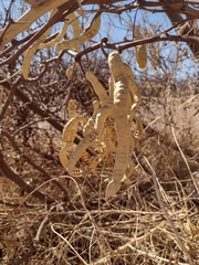 Prosopis alpataco