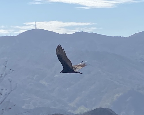 photo of Turkey Vulture (Cathartes aura)