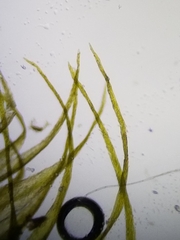 Sarmentypnum exannulatum