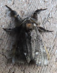 Dasychira grisefacta