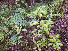 Alseuosmia banksii banksii