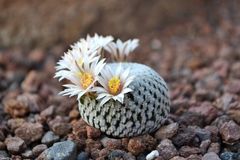 Mammillaria pectinifera