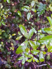 Alseuosmia banksii banksii