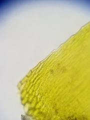 Sarmentypnum exannulatum