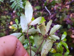 Alseuosmia banksii banksii