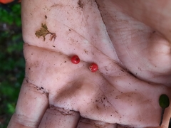 Alseuosmia banksii banksii