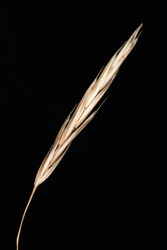 Bromus inermis iNat (2)