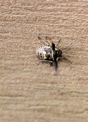 Alcimocoris coronatus