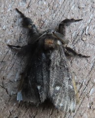 Dasychira grisefacta