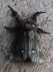 Dasychira grisefacta