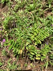 Cuphea hyssopifolia