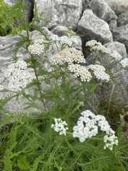 Achillea millefolium