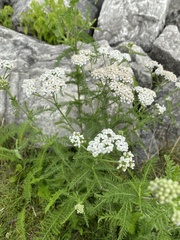 Achillea millefolium