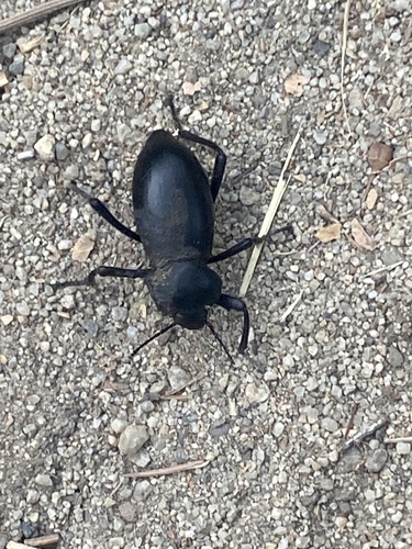 photo of California Broad-necked Darkling Beetle (Coelocnemis dilaticollis)