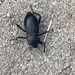 photo of California Broad-necked Darkling Beetle (Coelocnemis dilaticollis)