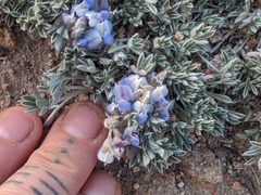 Lupinus breweri bryoides