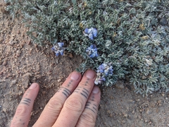 Lupinus breweri bryoides