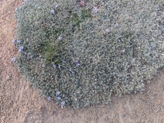 Lupinus breweri bryoides