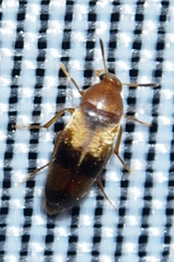 Anaspidinae