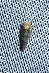 Paraphlepsius collitus