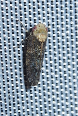 Paraphlepsius collitus