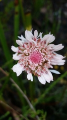 Actinodium cunninghamii