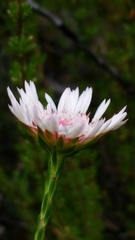 Actinodium cunninghamii