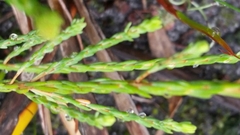 Actinodium cunninghamii