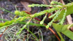 Actinodium cunninghamii