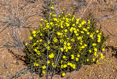 Hibbertia gracilipes