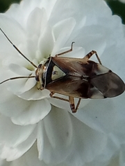 Lygus pratensis