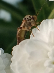 Lygus pratensis