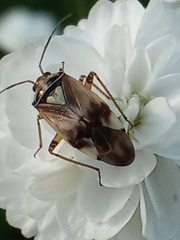 Lygus pratensis