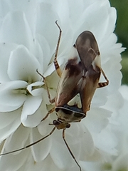 Lygus pratensis
