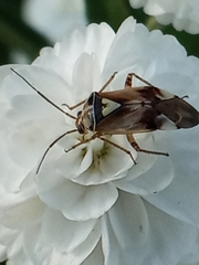 Lygus pratensis