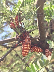 Pachylis neocalifornicus