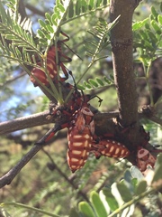 Pachylis neocalifornicus