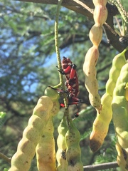 Pachylis neocalifornicus