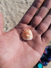 Crucibulum scutellatum