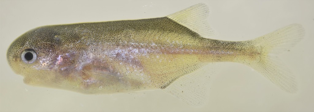 Southern Churchill