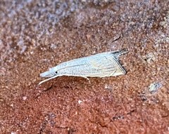 Haimbachia squamulellus