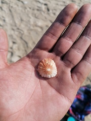 Crucibulum scutellatum