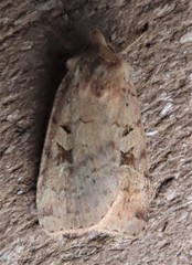Diarsia esurialis
